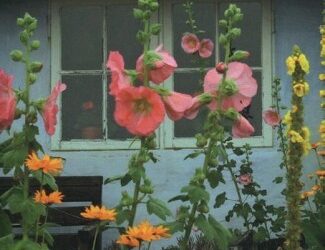 Eileens bloementuin