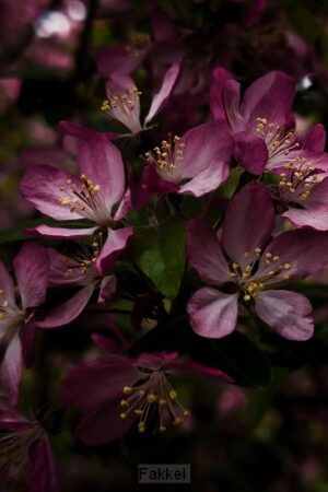 Kaart paarse bloem