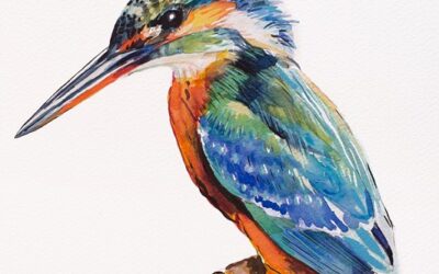 Gefeliciteerd – ijsvogel