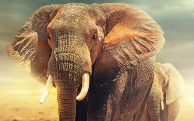 Kanjer – olifant