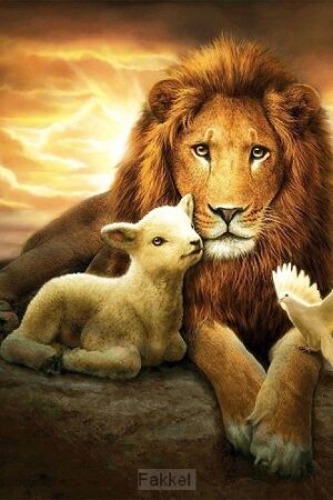 Lion & the lamb 40x40cm square drill