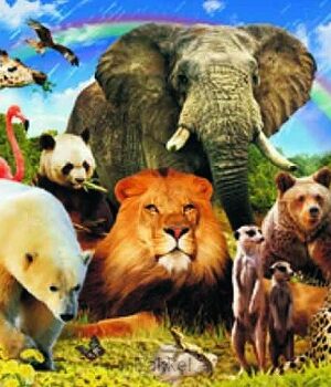 Placemat 43x28cm, Animals and rainbow