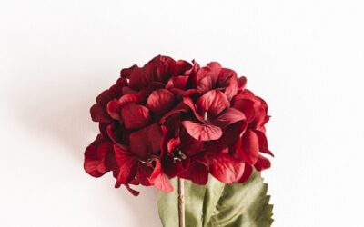 ik bid voor jullie – hortensia